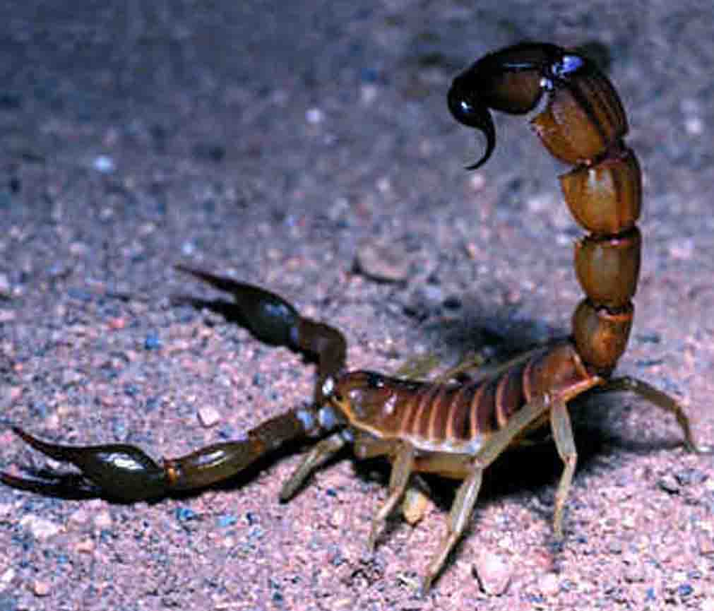 SCORPION